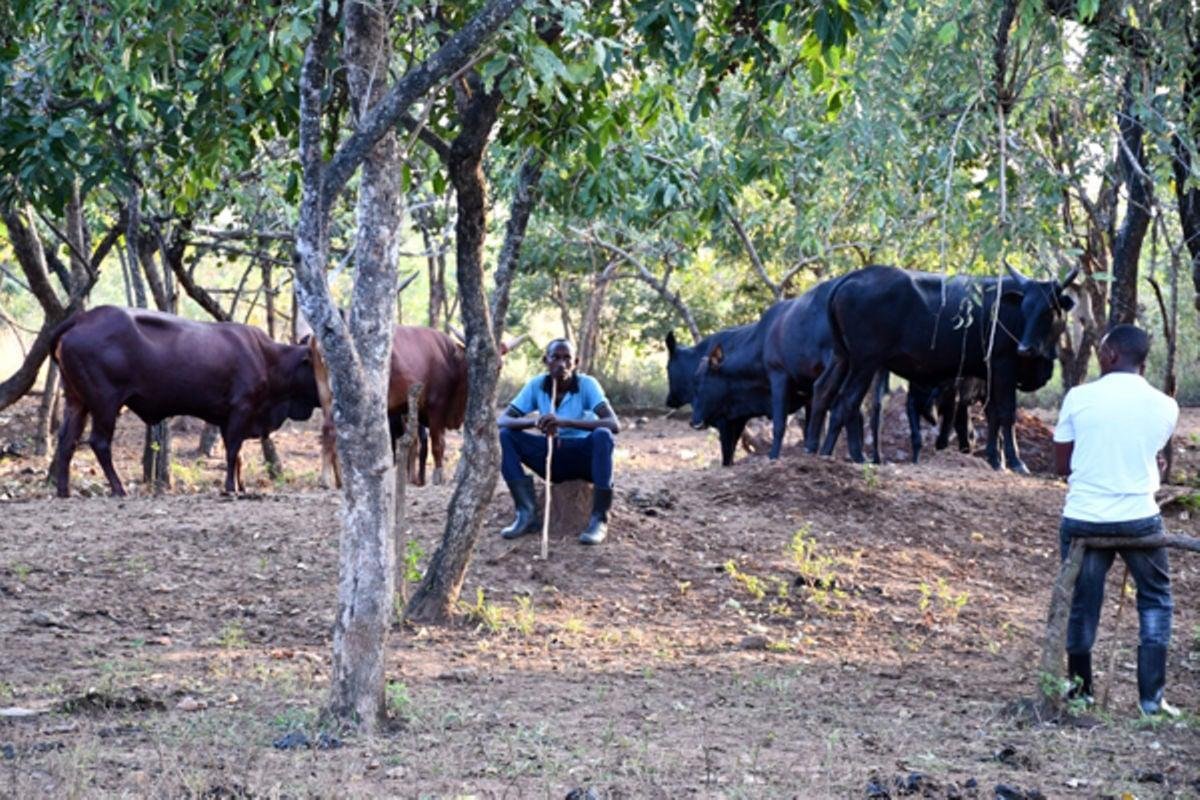 The Government has directed migrant herdsmen, commonly known as Balaalo, to first move their cattle away from the north and West Nile before and verification of land ownership can be conducted.

Source: NEW VISION