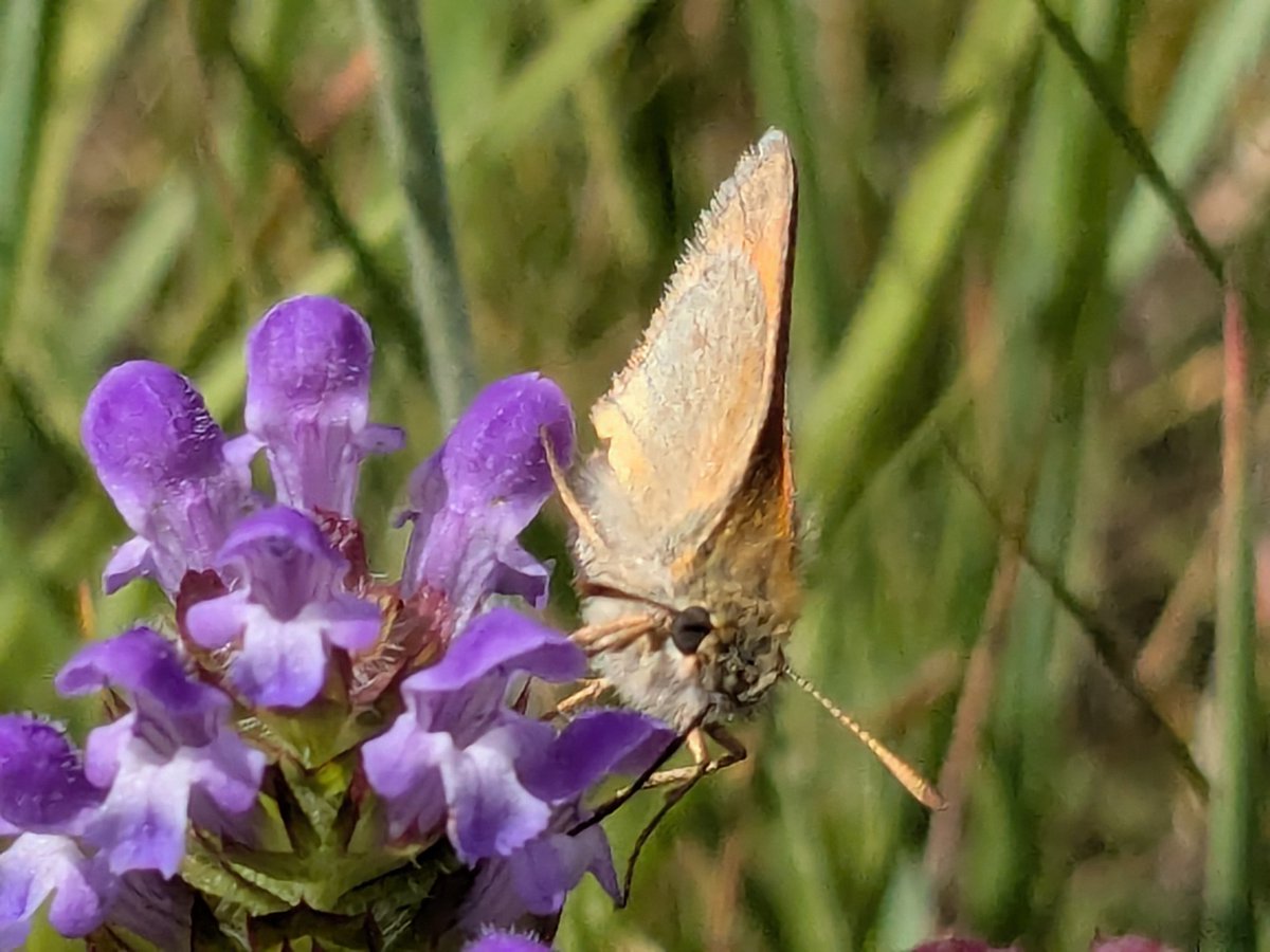 littlemisscomp's tweet photo. #essexskipper @savebutterflies @wildflower_hour #wildflower https://t.co/VwCiVSLsII
