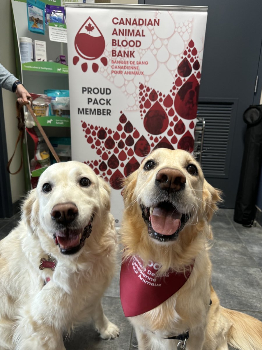 JennCoggan's tweet photo. @bunsenbernerbmd Here are my two after donating blood! https://t.co/orJ5lRXf6c