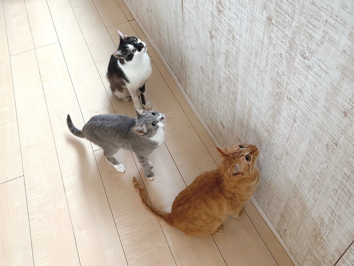 うっしー＆ミルク＆まりお
猫じゃらしを壁にくっつけて
壁に引っ付いている虫を再現…
めっちゃ狙われています😳