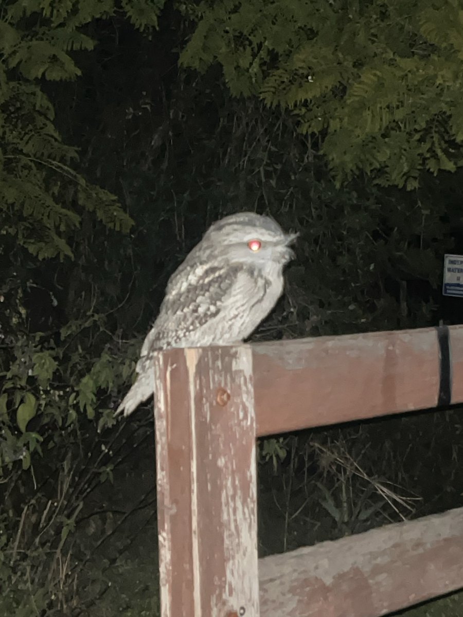 Bec just snapped this beauty near the paddocks 
We know a few Tawny Frogmouths live around the property but we rarely see them