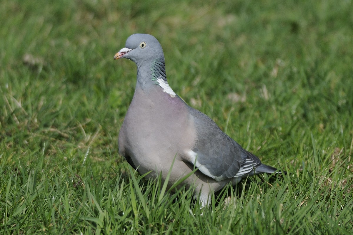 De provincies keerden in schadejaar 2024 ruim € 74,5 miljoen uit aan #tegemoetkomingen in #faunaschade. De meeste schade werd veroorzaakt door #ganzen aan #grasland. De grootste bedragen werden uitbetaald in <a href="/ProvincieNH/">Noord-Holland</a>, <a href="/provfryslan/">Provincie Fryslân</a> en <a href="/zuid_holland/">Provincie Zuid-Holland</a>. 👉 bit.ly/4ebwvpw
