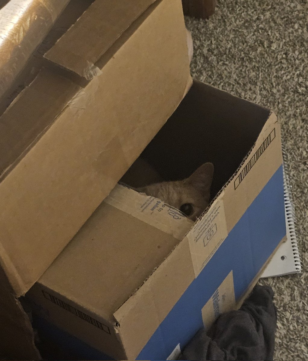 Hamzel_'s tweet photo. 🐈🤝 📦 https://t.co/WJeHQfQKVV