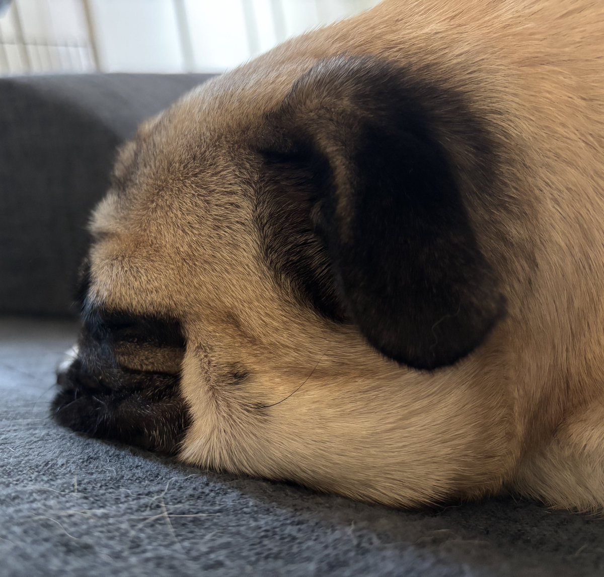 ぺっちゃんこ🫶

#pug #パグ