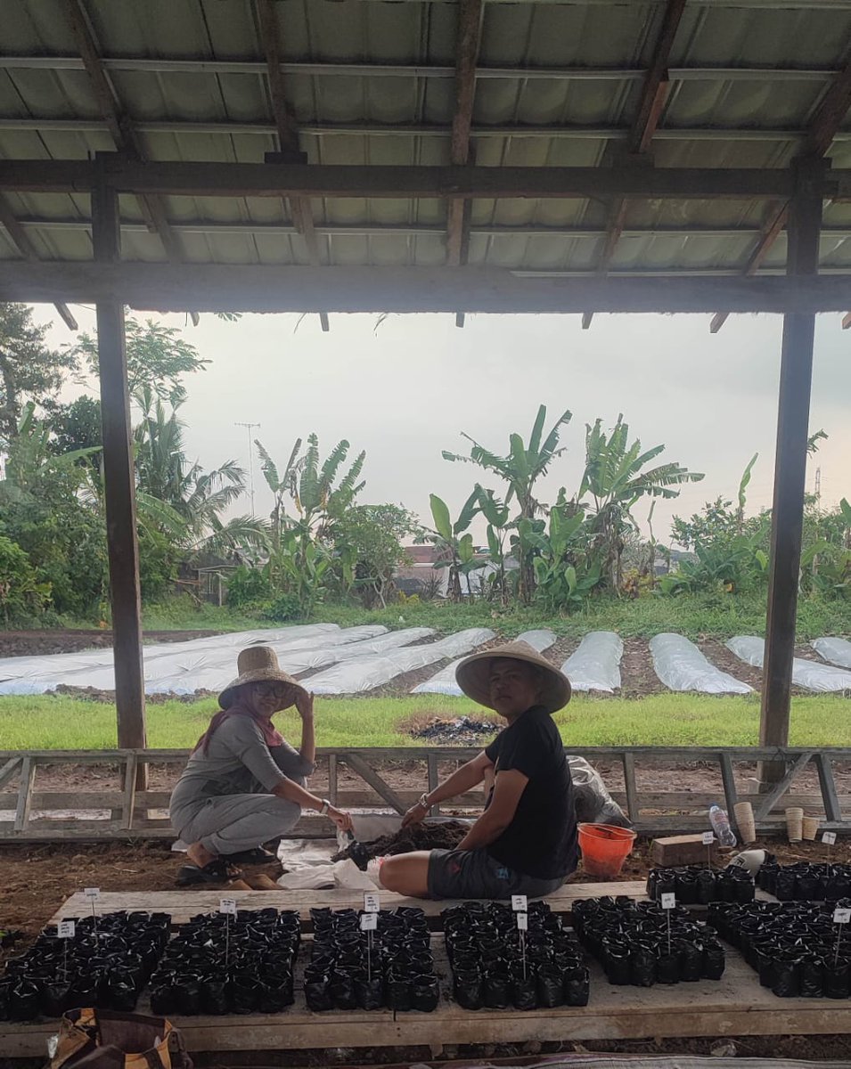 jacintha_box's tweet photo. Sore nya kita... Berkebun... Semoga pada saat panen bisa menghasilkan produk2 segar dan sehat. Masak2 dari hasil kebon sembari buka angkringan. 

#MiniFarm
#LeJoglo
#RumahKampong
#KampungLifestyle https://t.co/JoYGNXMhFB