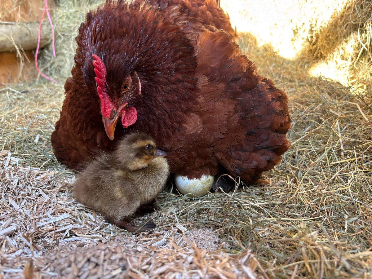 Mark Forrest tweet media