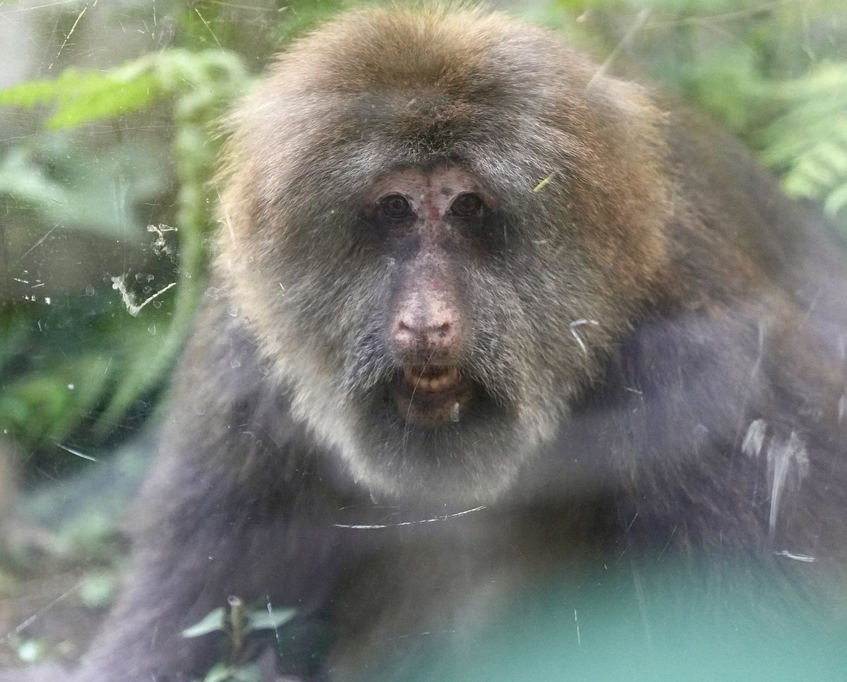 ミーちゃんが穏やかな毎日を過ごせます様に。

 #ズーラシア #ZOORASIA #よこはま動物園ズーラシア #チベットモンキー #ミート