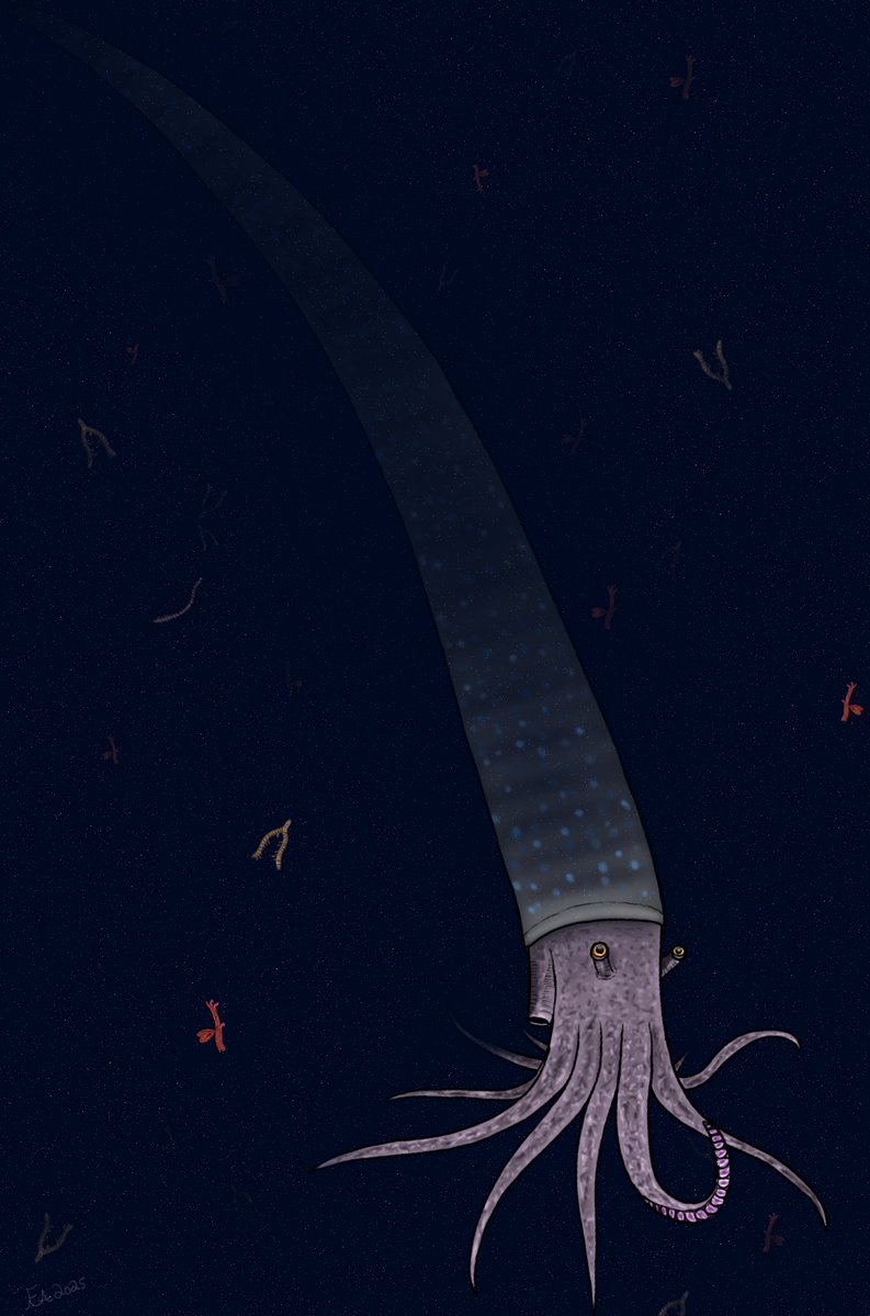 An Endoceras Swims through a sea of graptolites in the upper Ordovician.
#paleoart 
#paleontology
#ordovician