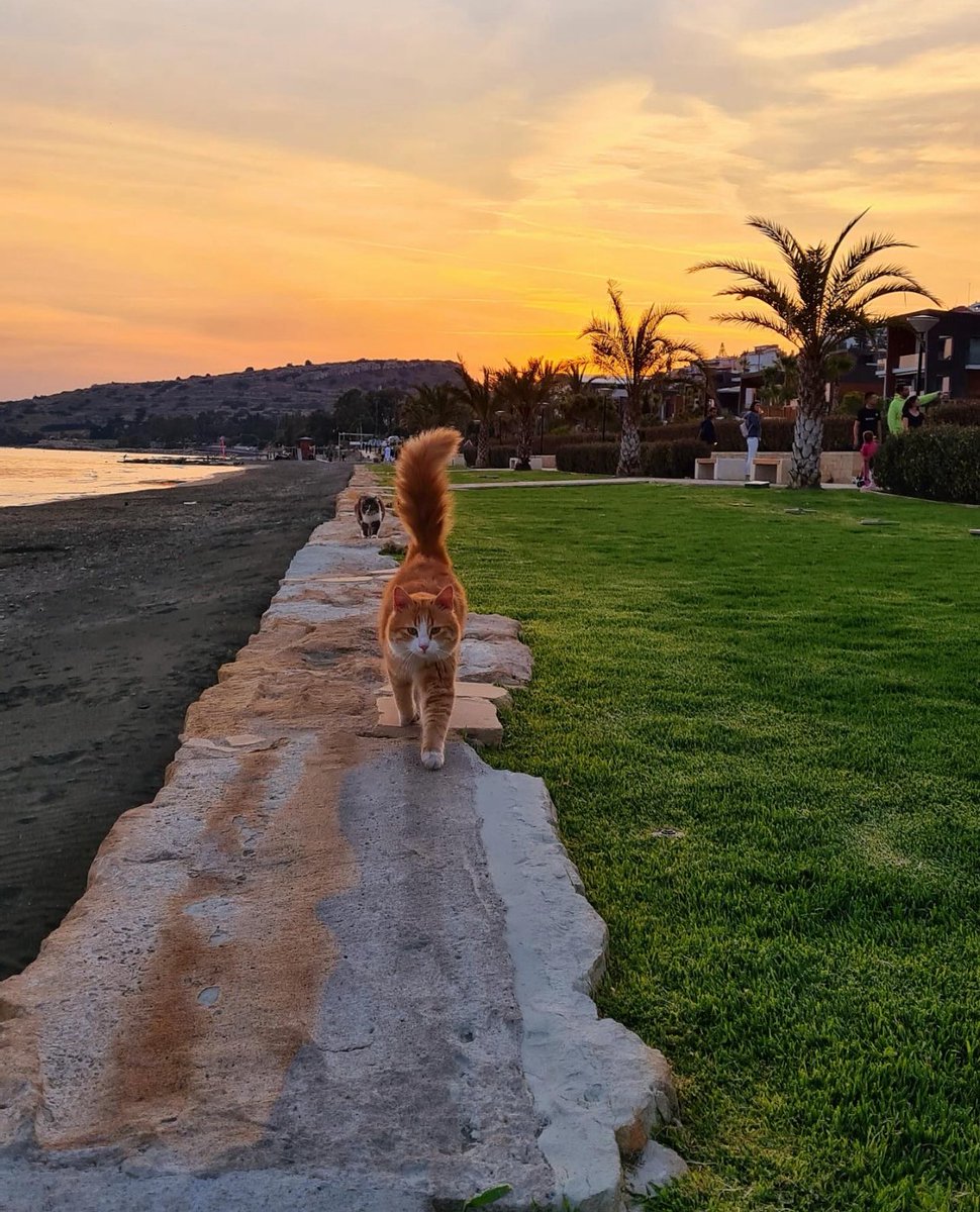 Catching sunsets and stealing hearts…😻

#limassolcy #allaboutlimassol #travelling #sea #amathounta #agiostychonas #cats #sunset #beautifulday #cyprus #limassolcity #лимассол#AllAboutLimassol #OfficialGuide

Discover a magical city at allaboutlimassol.com