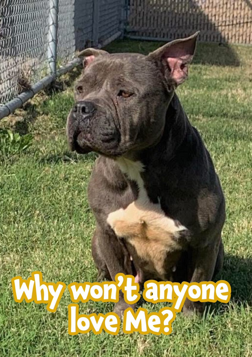 RoCoGB's tweet image. 🆘SENIOR COCO 8yo 
Let down TWICE💔
Recent adopter flaked🤬
NOW COCO’s back at the shelter💔
American Pittie/Terrier #A347610
DUMPED on St. by PREVIOUS owner🤬
She’s confused miserable &amp;amp;
NEGLECTED alopecia &amp;amp; HW+
Poor COCO really needs YOU
to help her
Plz #Pledge4Rescue
Good fit -…