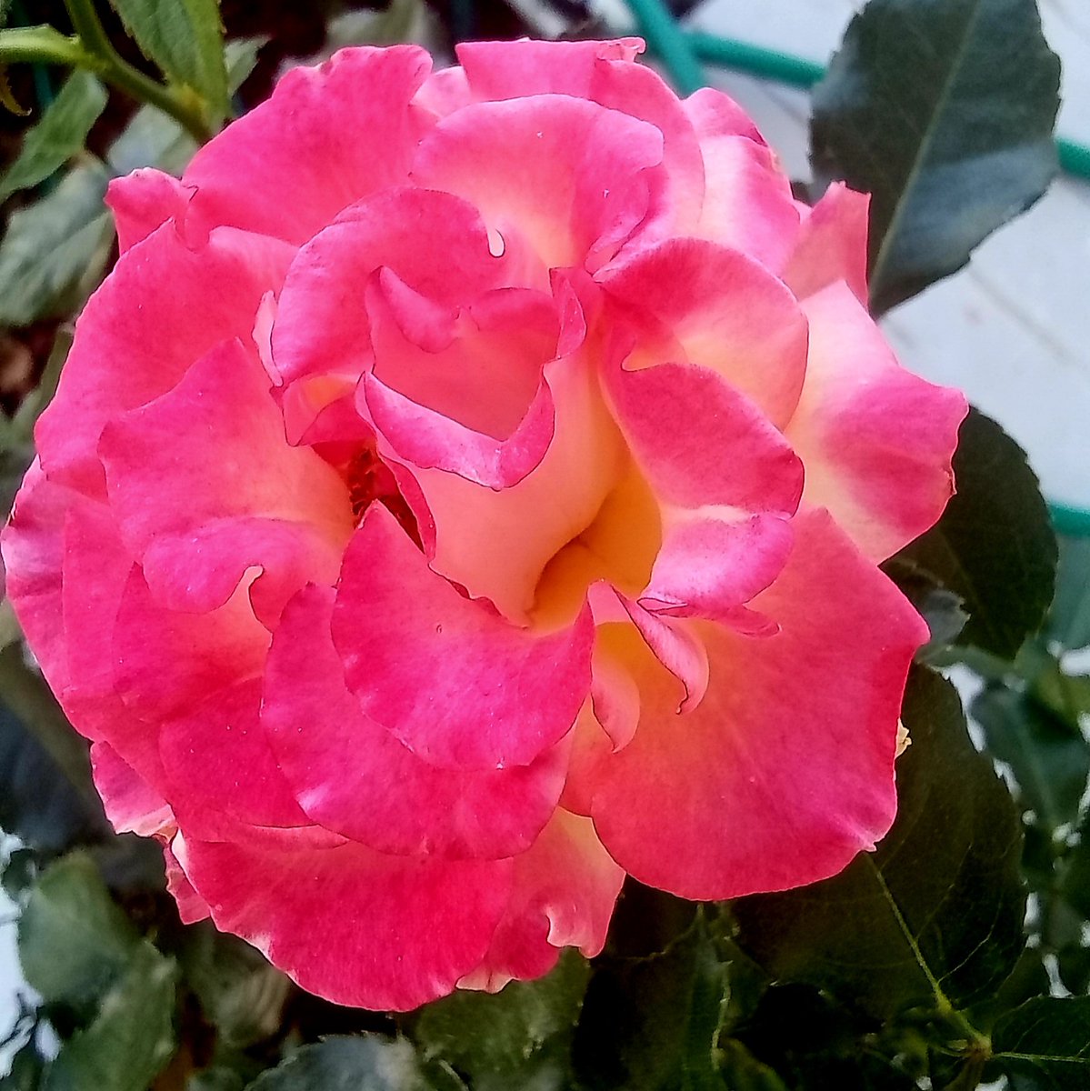 Good morning, a wonderful day.
Waycross the biosphere town.
Love and Fraternity.