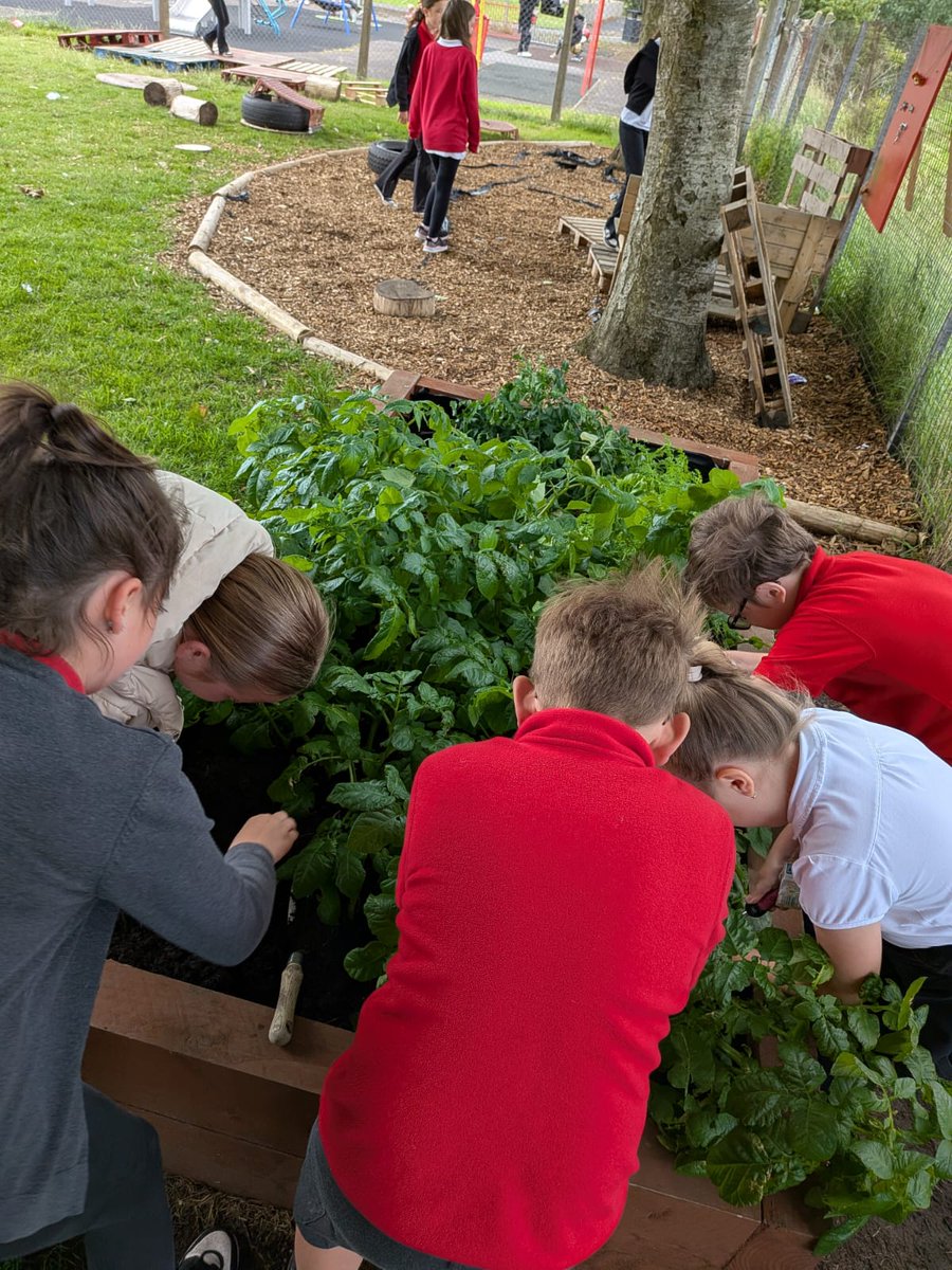 P4 and P5 harvested the potatoes today that they planted earlier in the year. We are looking forward to trying them.