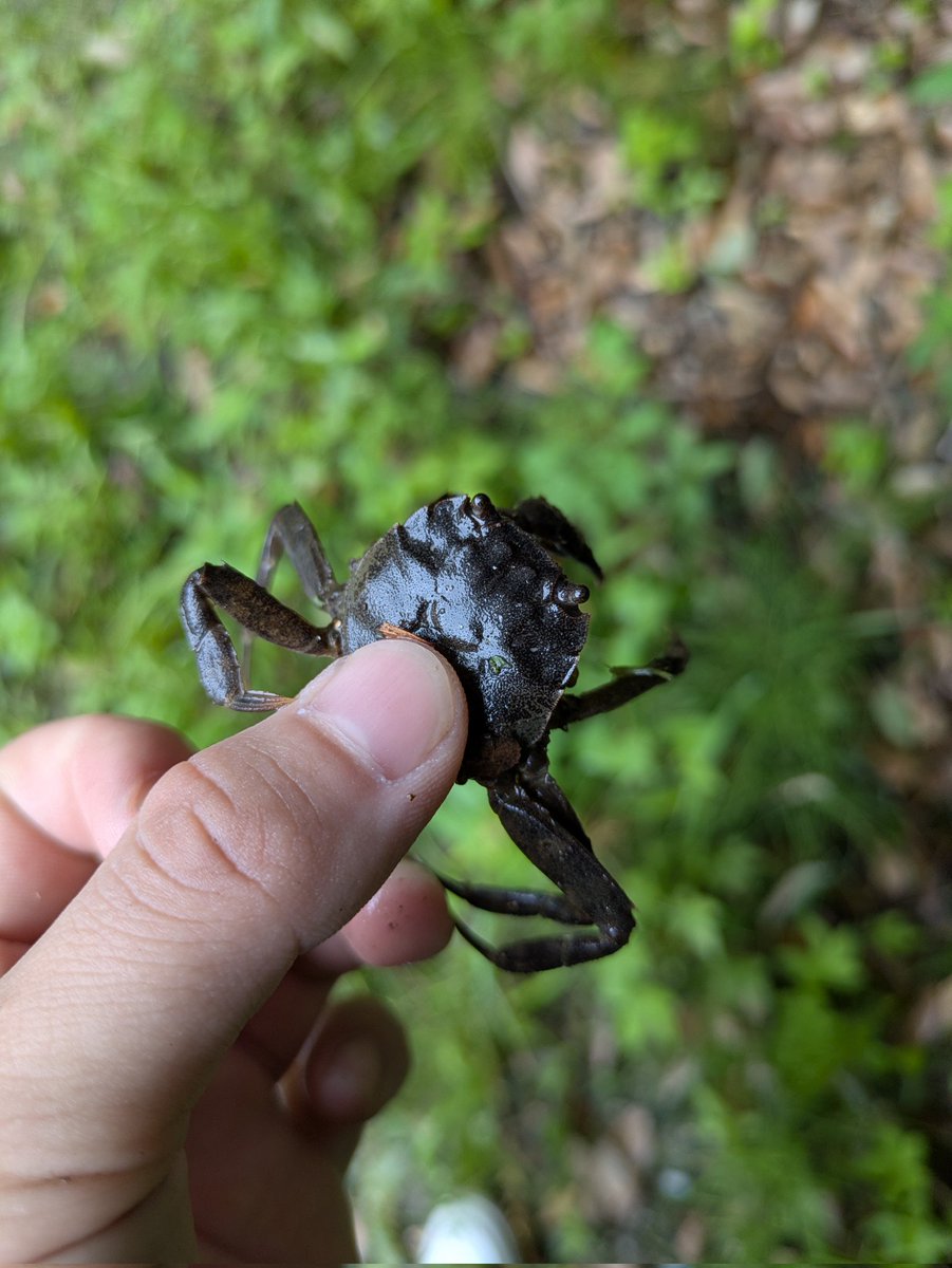 上海ガニの上海抜きモクズ付き
