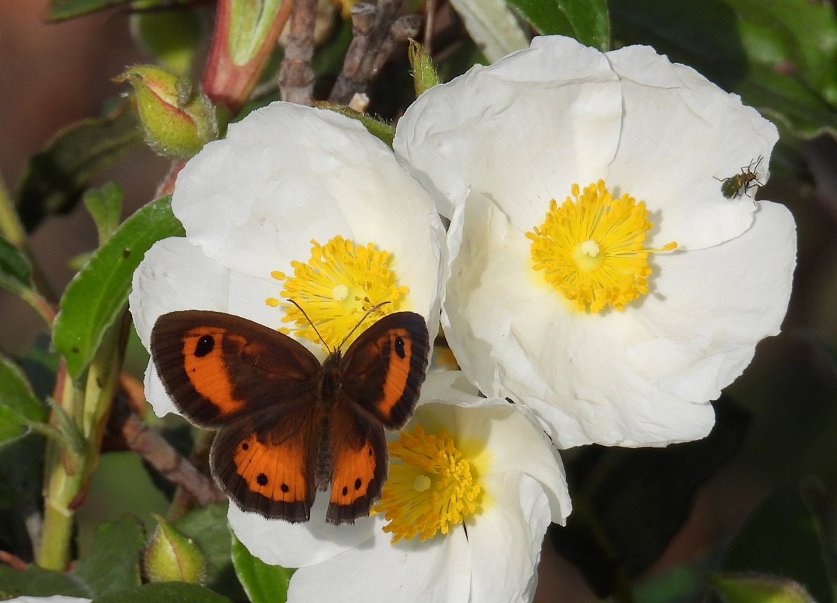Creo que esta mariposa que estaba posada en unas jaras es una LOBITO LISTADO /Pyronia bathseba/