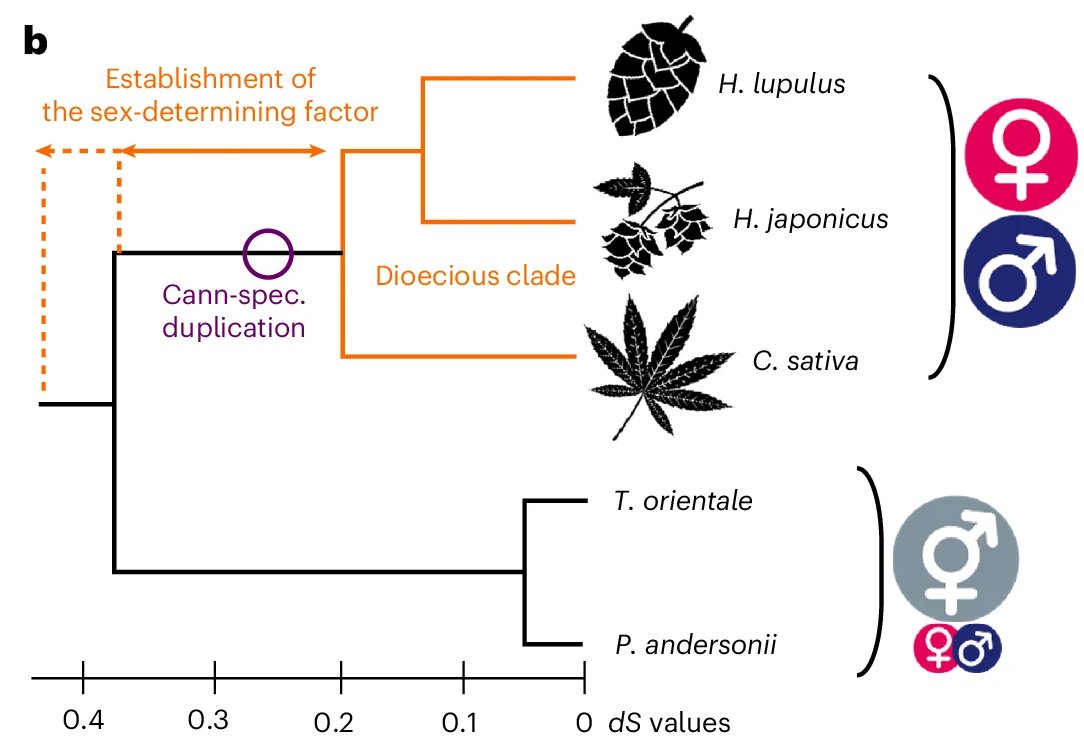 New Article: "Evolution and functioning of an X–A balance sex-determining system in hops" rdcu.be/esSVN

Evolution of sex chromosomes, including degeneration and dosage compensation; identification of a candidate gene for the X–A balance sex-determination system.