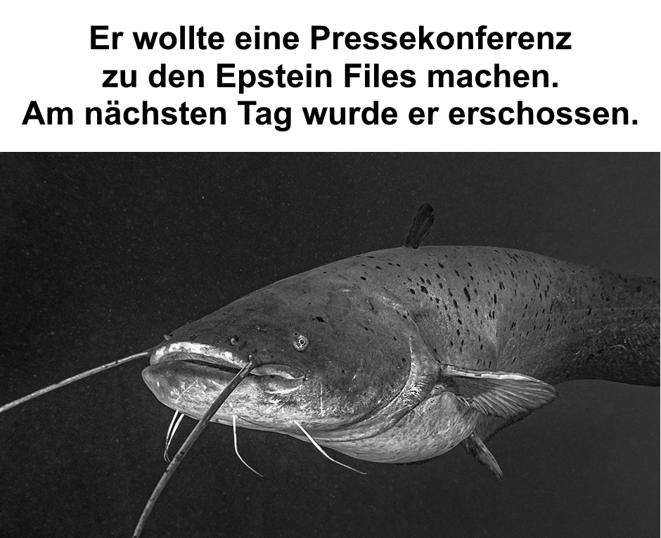 cegs17's tweet photo. Der Wels wusste zu viel https://t.co/QoxRDx4dNK
