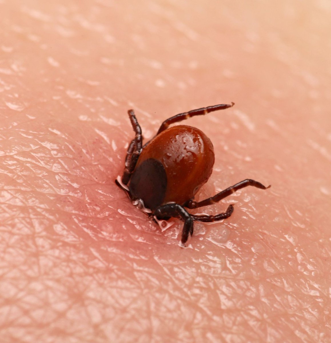 Türkiye'de bu yıl kene nedeniyle hayatını kaybedenlerin sayısı 16'ya yükseldi.