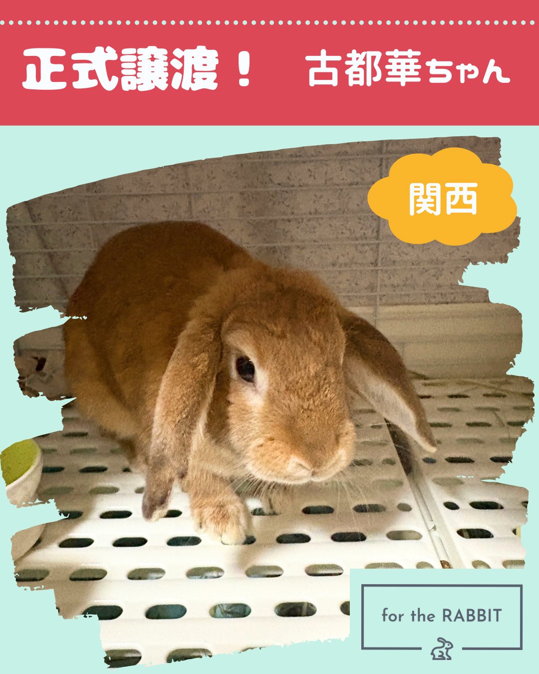 【逸品】 for the RABBIT on X:  スカート