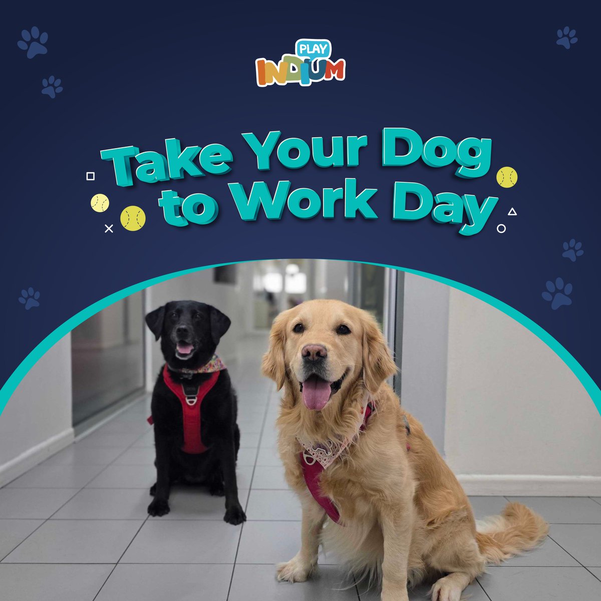 Last Friday we celebrated Take Your Dog to Work Day with these two cuties running around in our offices.
Do you take your best friend to work with you? Let us know in the comments! 🐾 🎉

#TakeYourDogToWorkDay #IndiumPlay #gaming #gametesting #QAtesting #playtesting #petfriendly