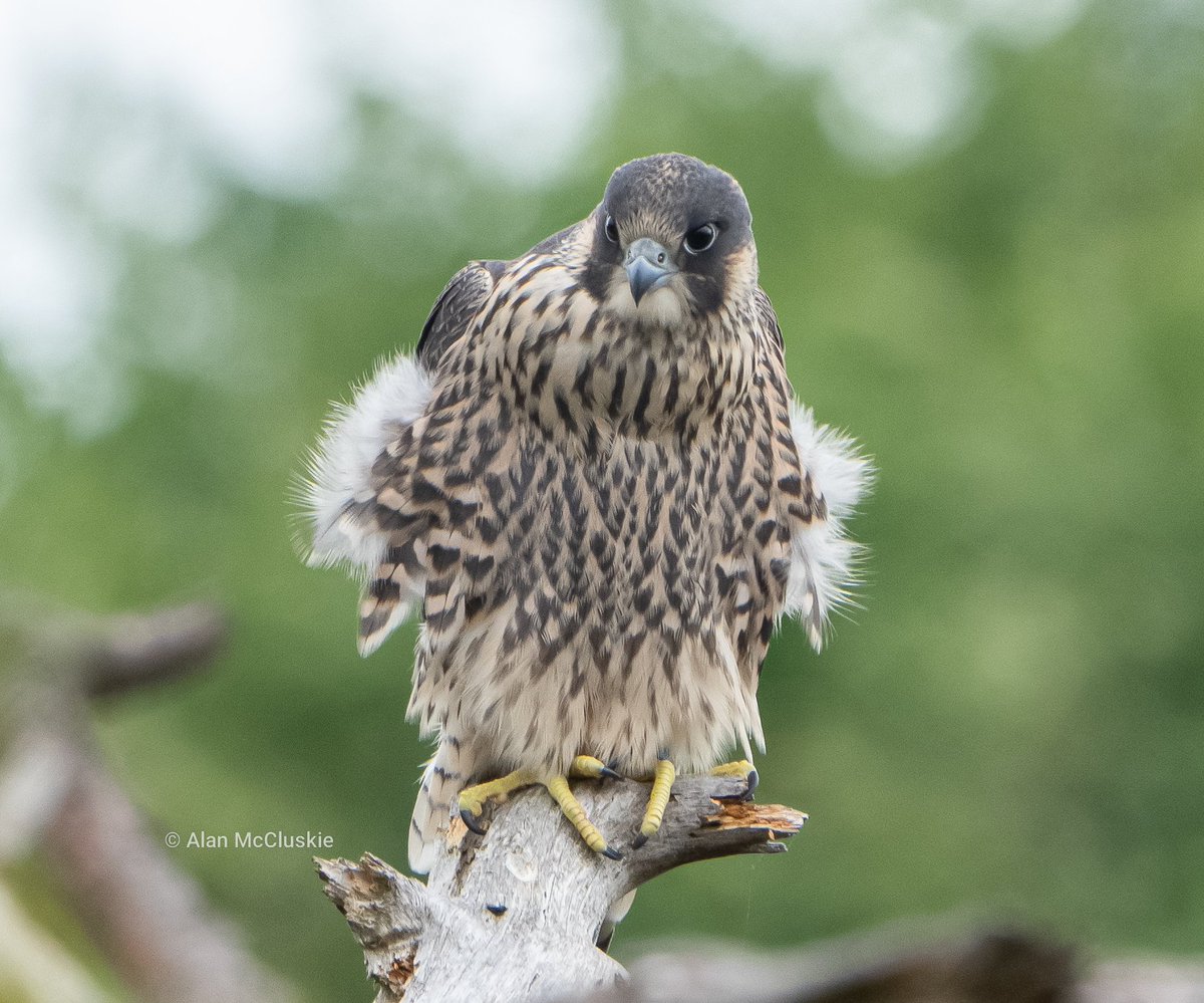 Alan's Birds and Wildlife Images (@alanmccluskie) on Twitter photo #peregrinefalcon (juv), Avon Gorge. #falcons #birdsofprey #TwitterNatureCommunity
#birdphotography #thephotohour #BBCWildlifePOTD <a href="/rawbirds/">RAW BIRDS Nature Photography</a>
<a href="/SonyAlpha/">Sony | Alpha</a> #peregrinefalcon (juv), Avon Gorge. #falcons #birdsofprey #TwitterNatureCommunity
#birdphotography #thephotohour #BBCWildlifePOTD <a href="/rawbirds/">RAW BIRDS Nature Photography</a>
<a href="/SonyAlpha/">Sony | Alpha</a>