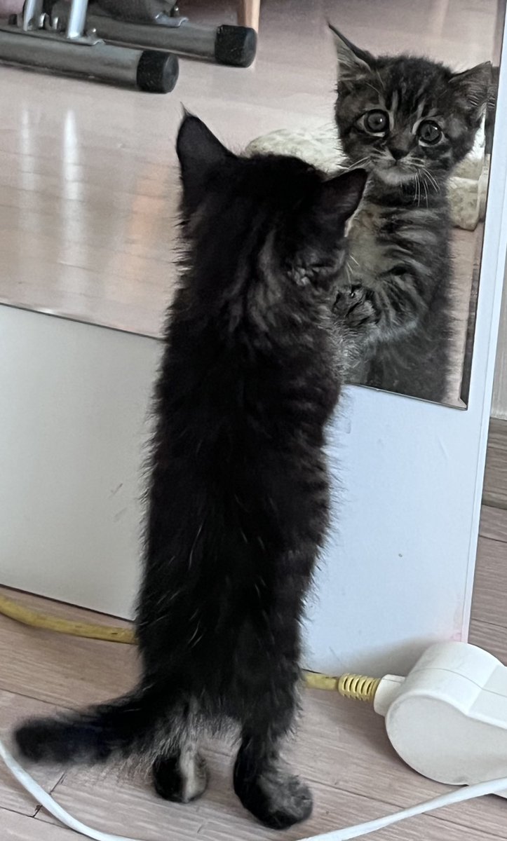 이 아기 입양가는 데 중간에서 연락 주고받은 거 밖에 없지만 곡 이렇게 사진을 챙겨 보내주신다
렌이보다 더 요망진 앙큼이 거울로 카메라본대요🫠🫠🫠