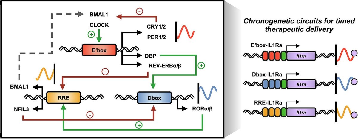 Farshid Guilak (@farsh_g) on Twitter photo Congrats to Amanda Cimino and team on her latest paper in <a href="/JCRnEDITORS/">J Controlled Release</a> - she developed new synthetic chronogenetic gene circuits that allow controlled drug delivery at precise times day using various elements of the circadian clock! doi.org/10.1016/j.jcon… Congrats to Amanda Cimino and team on her latest paper in <a href="/JCRnEDITORS/">J Controlled Release</a> - she developed new synthetic chronogenetic gene circuits that allow controlled drug delivery at precise times day using various elements of the circadian clock! doi.org/10.1016/j.jcon…