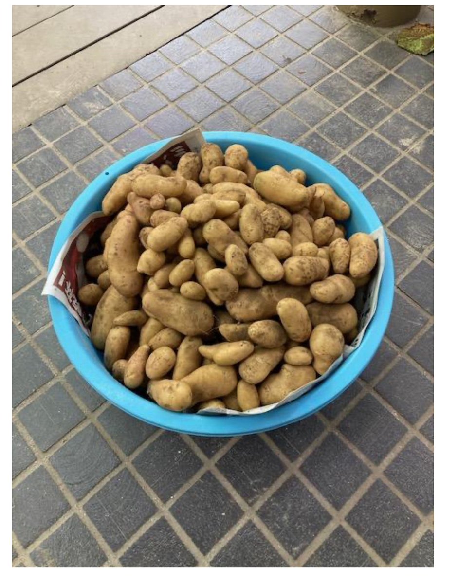 Heute war die Kartoffelernte in der Kita.
Inzwischen wird das Feld von kleinen Polizisten Vogelscheuchen bewacht. K hat ihre 3 Kartoffeln heute NACH dem Abendessen unbedingt essen wollen und tatsächlich vollständig eliminiert. Neue Kleidergröße incoming…