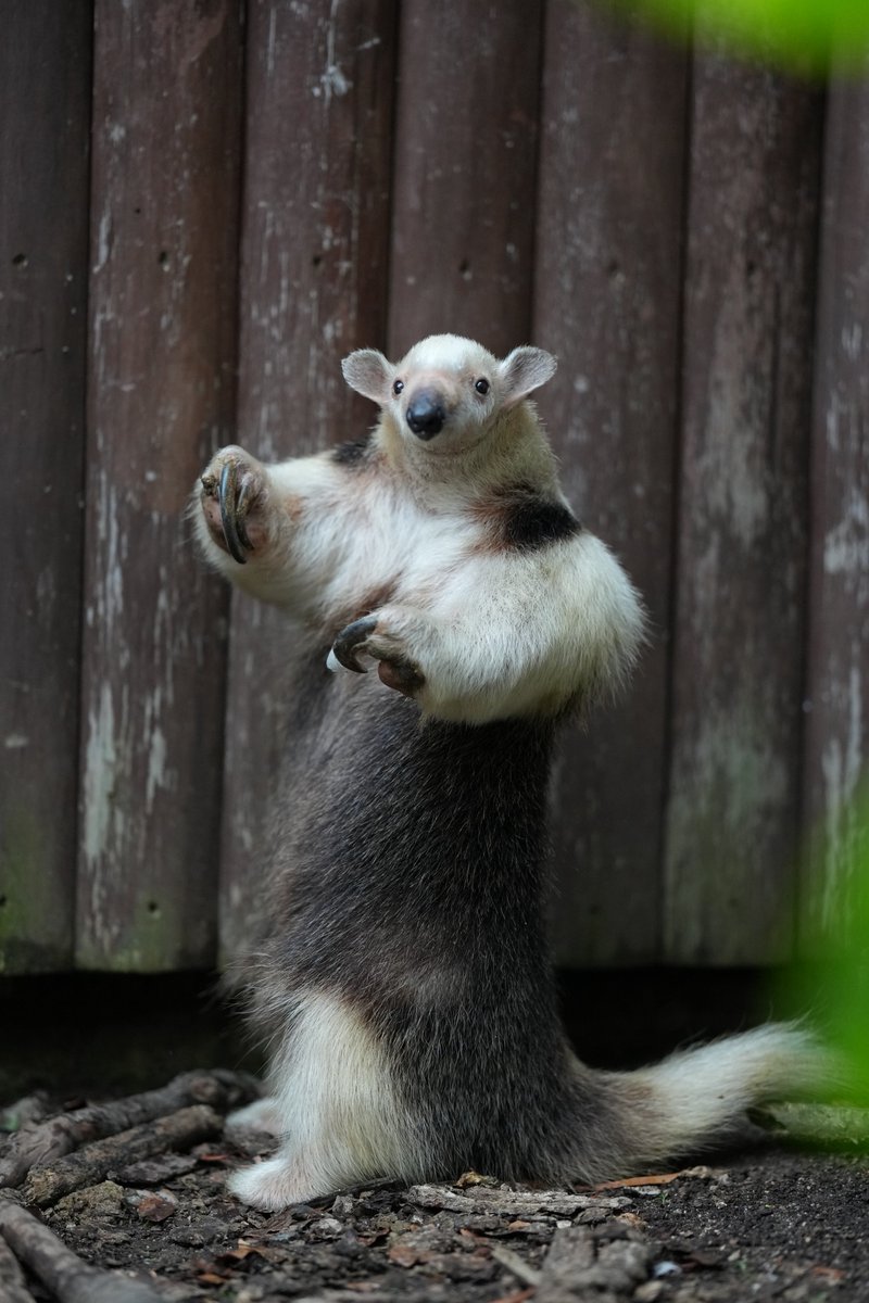 かかってきなさい

#神戸どうぶつ王国 
#ミナミコアリクイ 
#コハル