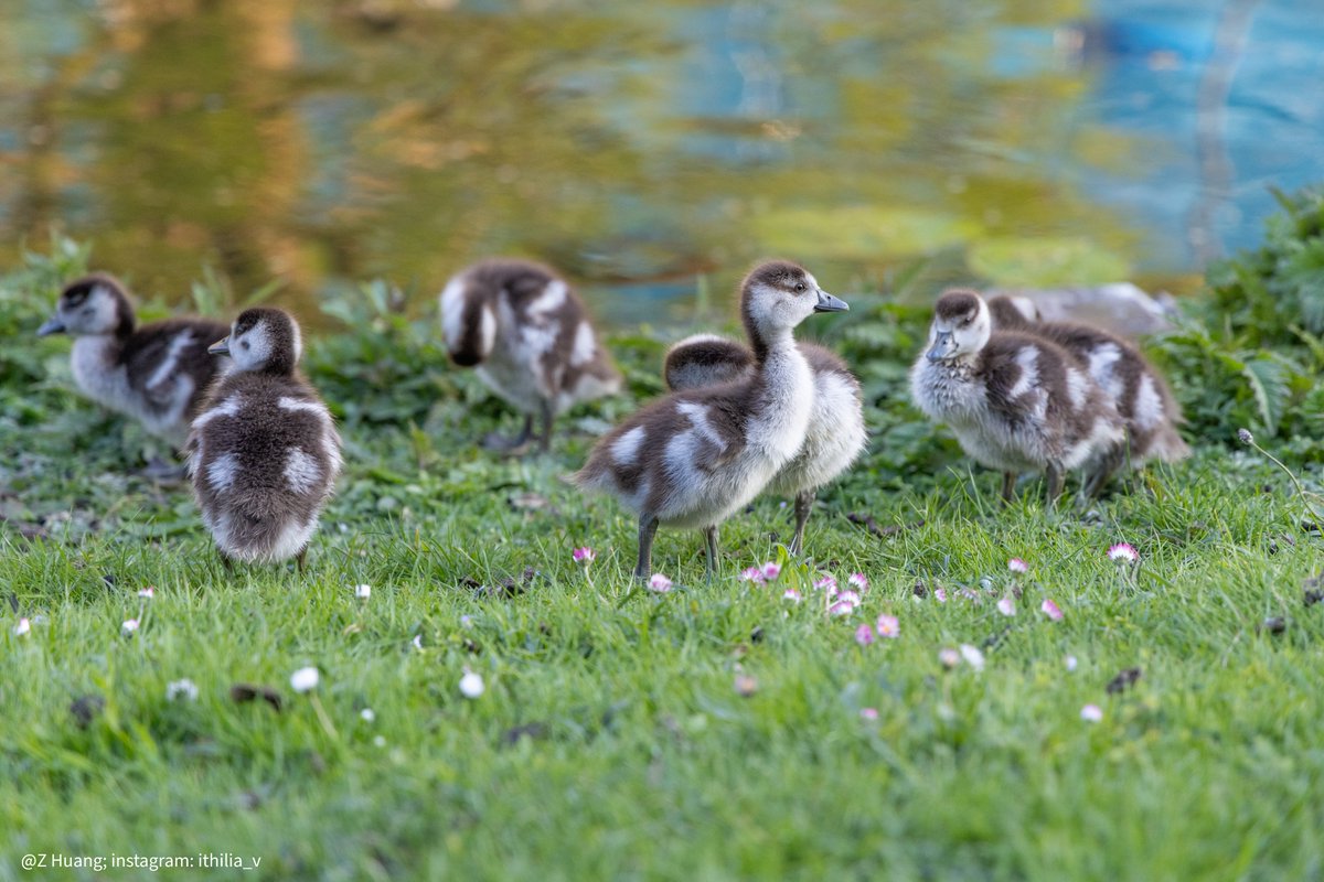 Egyptian Goslings, Leiden :)