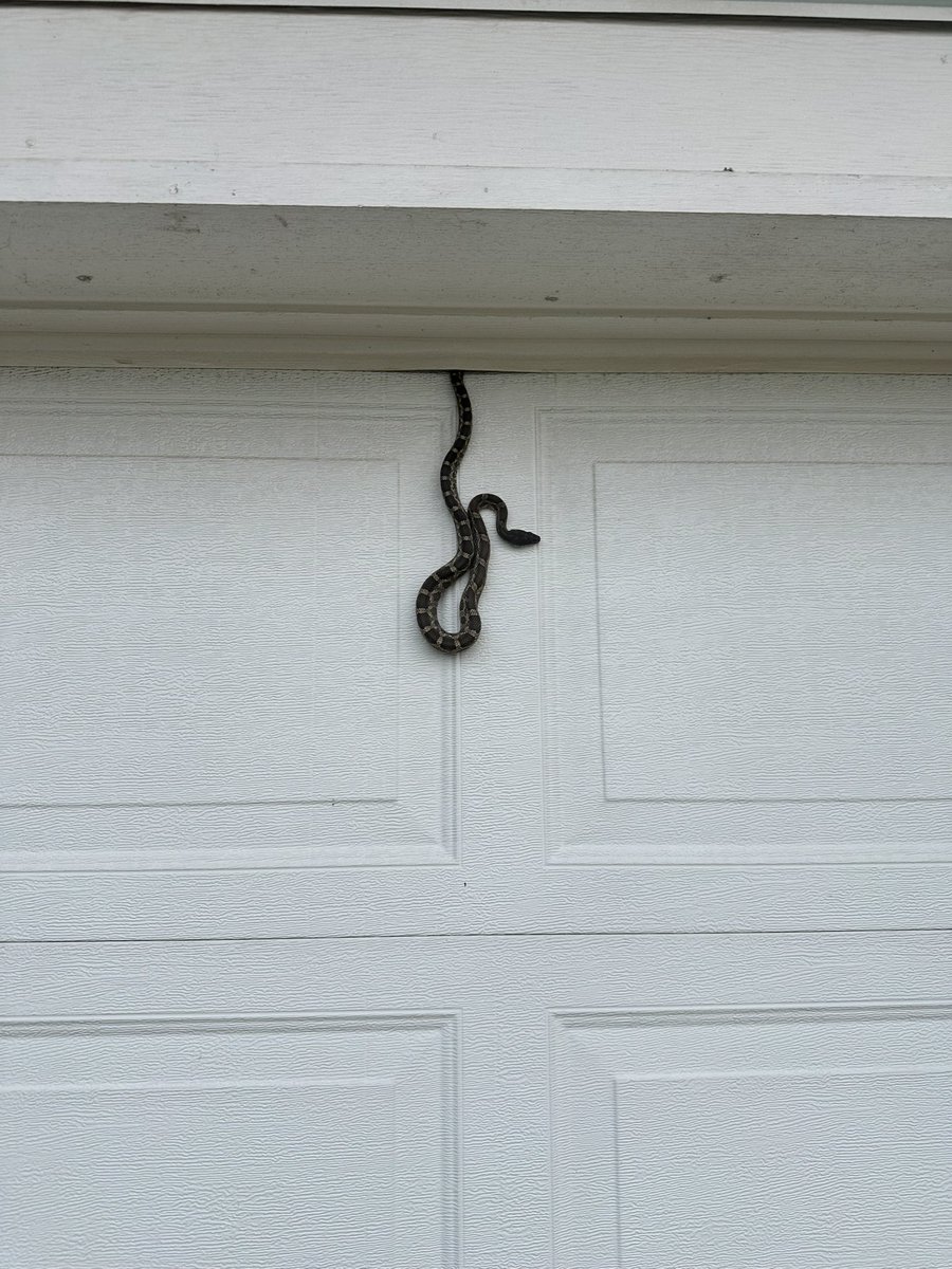 GrahamSkipper's tweet image. Oh hello new friend that’s apparently been LIVING IN MY GARAGE