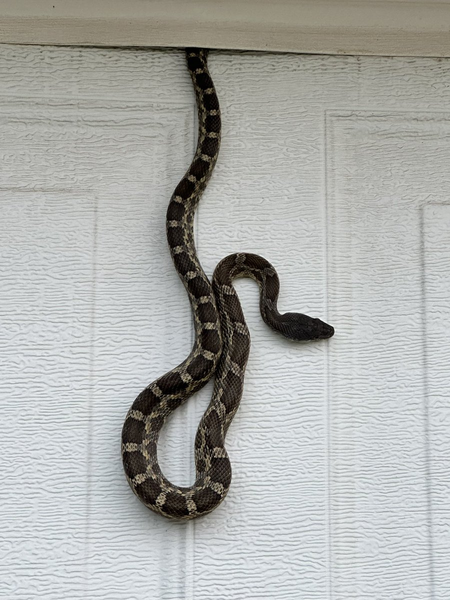 GrahamSkipper's tweet image. Oh hello new friend that’s apparently been LIVING IN MY GARAGE