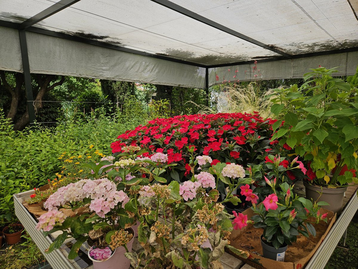 Que si vives por Madrid y quieres comprar plantas y flores y a un precio cojonudo, te puedes pasar por la Fundación Jardines de España. Por cuatro duros pones bonita la terraza o el jardín y ayudas a chicos con discapacidad.