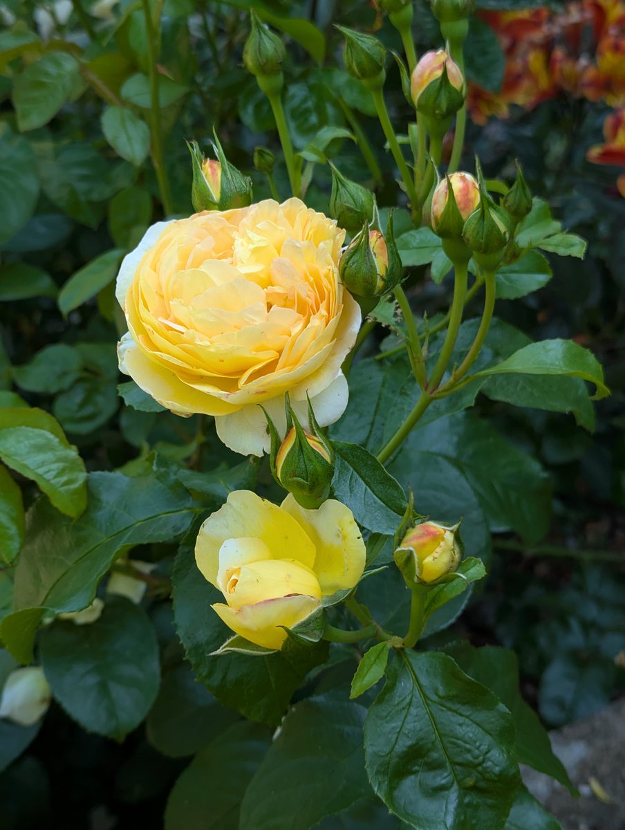 More delicious Rose of the Year pictures:
Meteor and Belle de Jour
They seem to be remarkably drought-tolerant this year!
