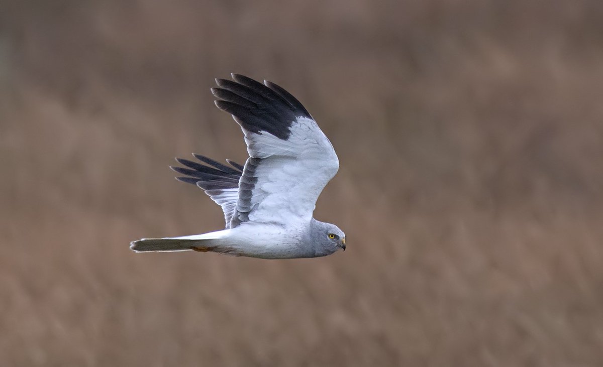 Natural England still refusing to release social science report on Hen Harrier brood meddling.

raptorpersecutionuk.org/2025/06/23/nat…