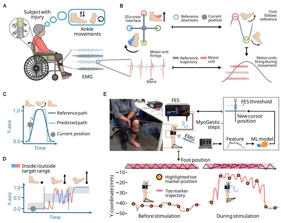 New preprint! We used the motor units that once controlled the paralyzed foot for closed-loop FES stimulation in individuals with foot paralysis after SCI. The participants found this to be an effective and intuitive way to restore foot movement.

 arxiv.org/abs/2506.16468