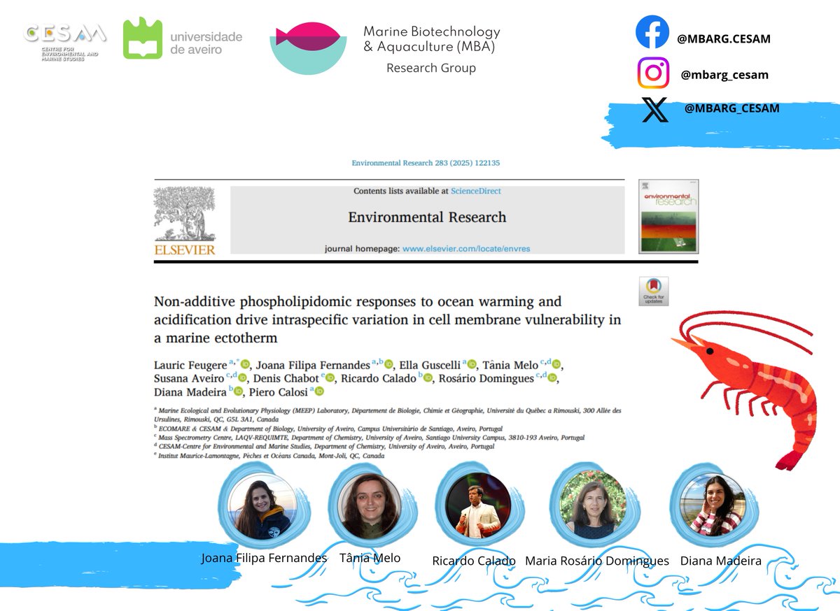 Our and #UQAR researchers 🧑‍🔬, showed that the Northern #shrimp 🦐 displays  population-level differences in #phospholipidome 🧪 responses to #warming 🌡️ &amp; #acidification, underlying different vulnerabilities to environmental change.
doi.org/10.1016/j.envr…
#cesam_univ
@cesam_univ