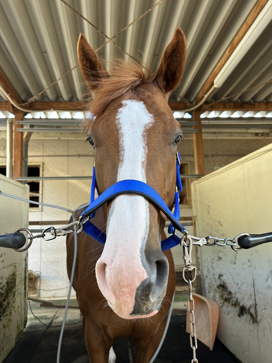 jun__oon's tweet photo. 新しい息子が来ました🐴
幼さの残る、エピゾー👶🏻💕
高知で頑張るゾ‼️
応援よろしくお願いします🌟
#ジョーエルピーゾ https://t.co/zftZPuEFBm