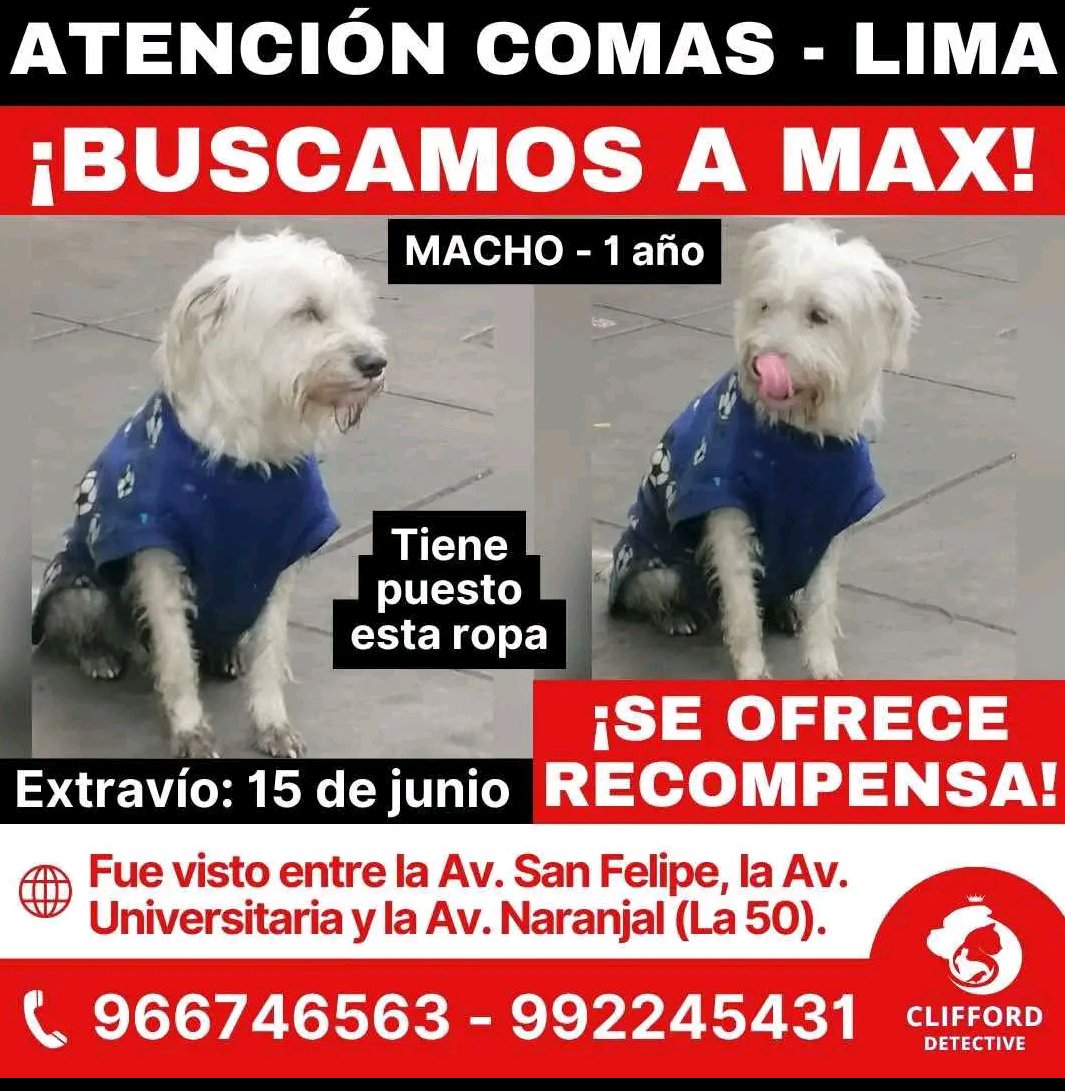 danegamez's tweet photo. Les ruego a todos que me ayuden a compartir.
Se perdió el domingo pasado a raíz del temblor y su dueña está desesperada.
Ha pasado tanto tiempo que podría estar en cualquier distrito de Lima.

Por favor RT.
Descarga la imagen y súbela a todas tus redes.
Ayudemos a Max. https://t.co/kn0its708U