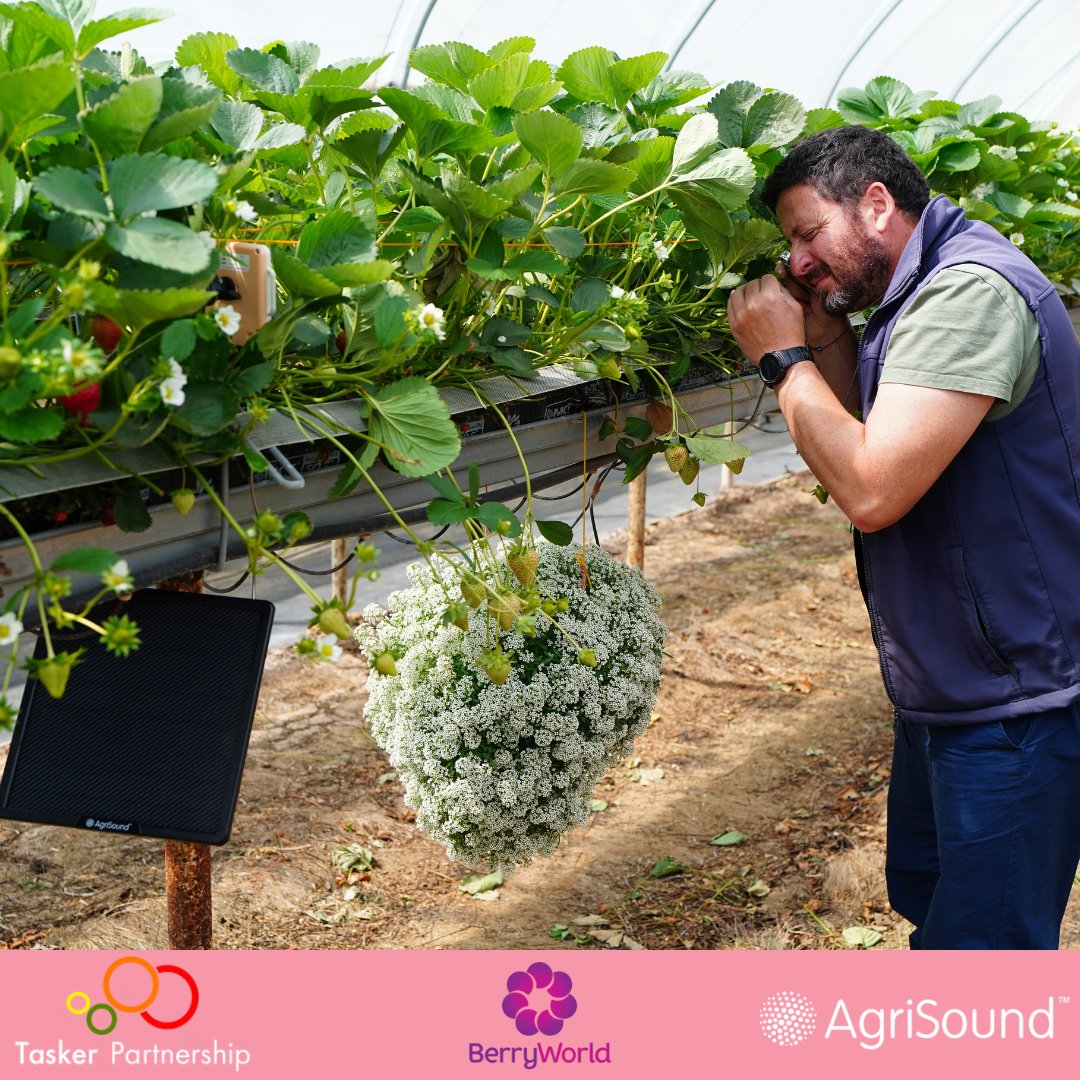 AgriSoundTech's tweet image. Pollinate better, grow stronger strawberries. ๐
Weโre working with Tasker Partnership and @HelloBerryWorld to explore how pollination boosts fruit quality and pest resilience.
#PollinationMatters #AgTech #Strawberries
