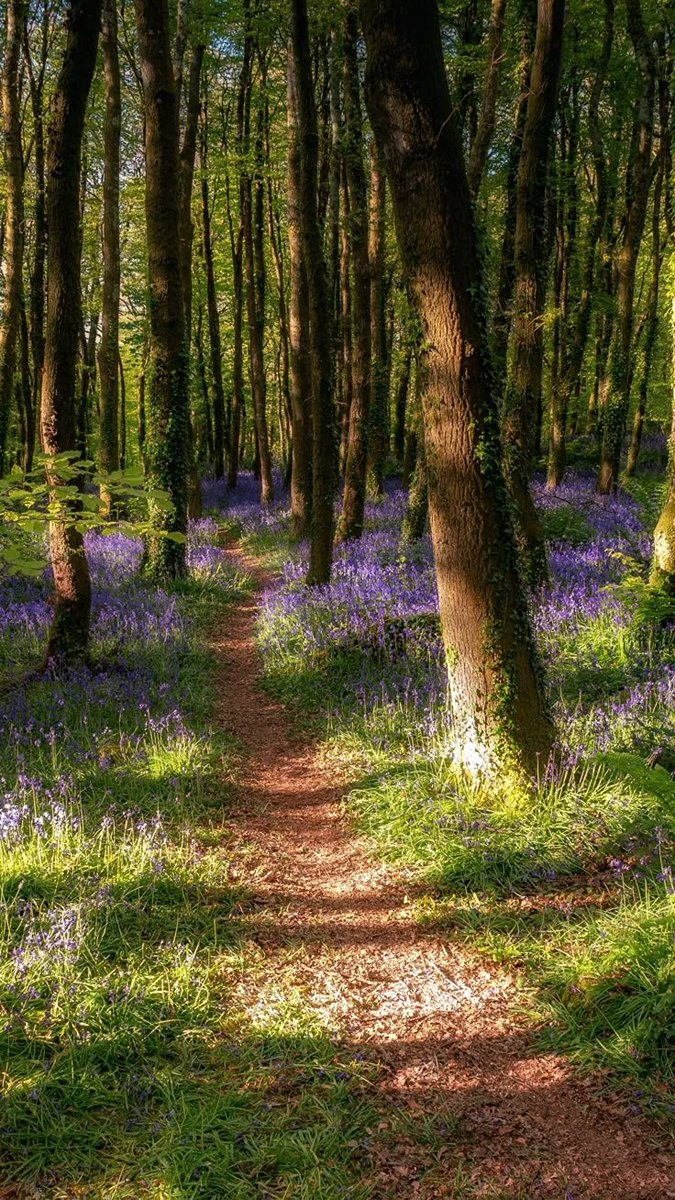 depression &amp; anxiety are indoor illnesses

it's amazing how many of your concerns and worries will just vanish when you go for a walk in nature

being inside for too long in modern homes is incredibly stressful on the body

we are meant to be touching grass, moving, under real