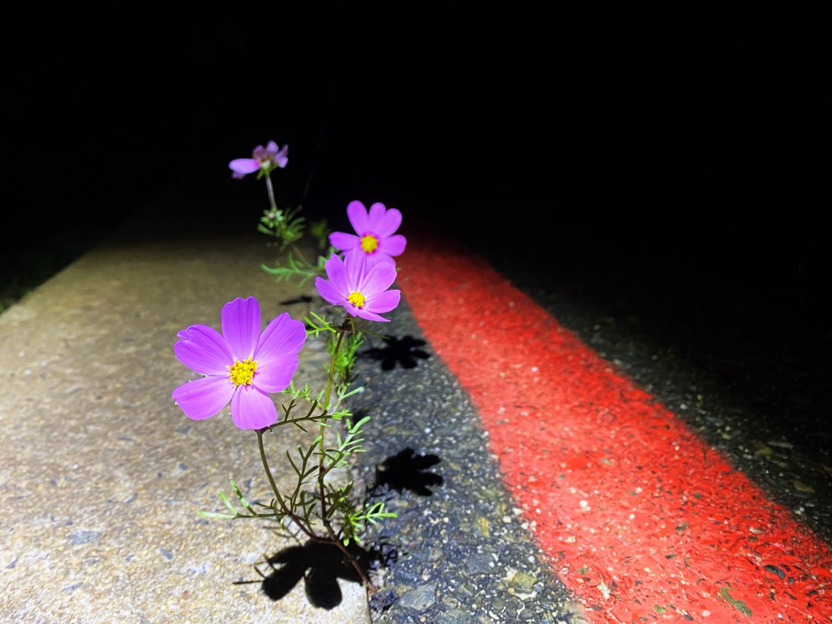 Gm Monday 🌅☕️

A splash of colour in the darkness this morning on my run