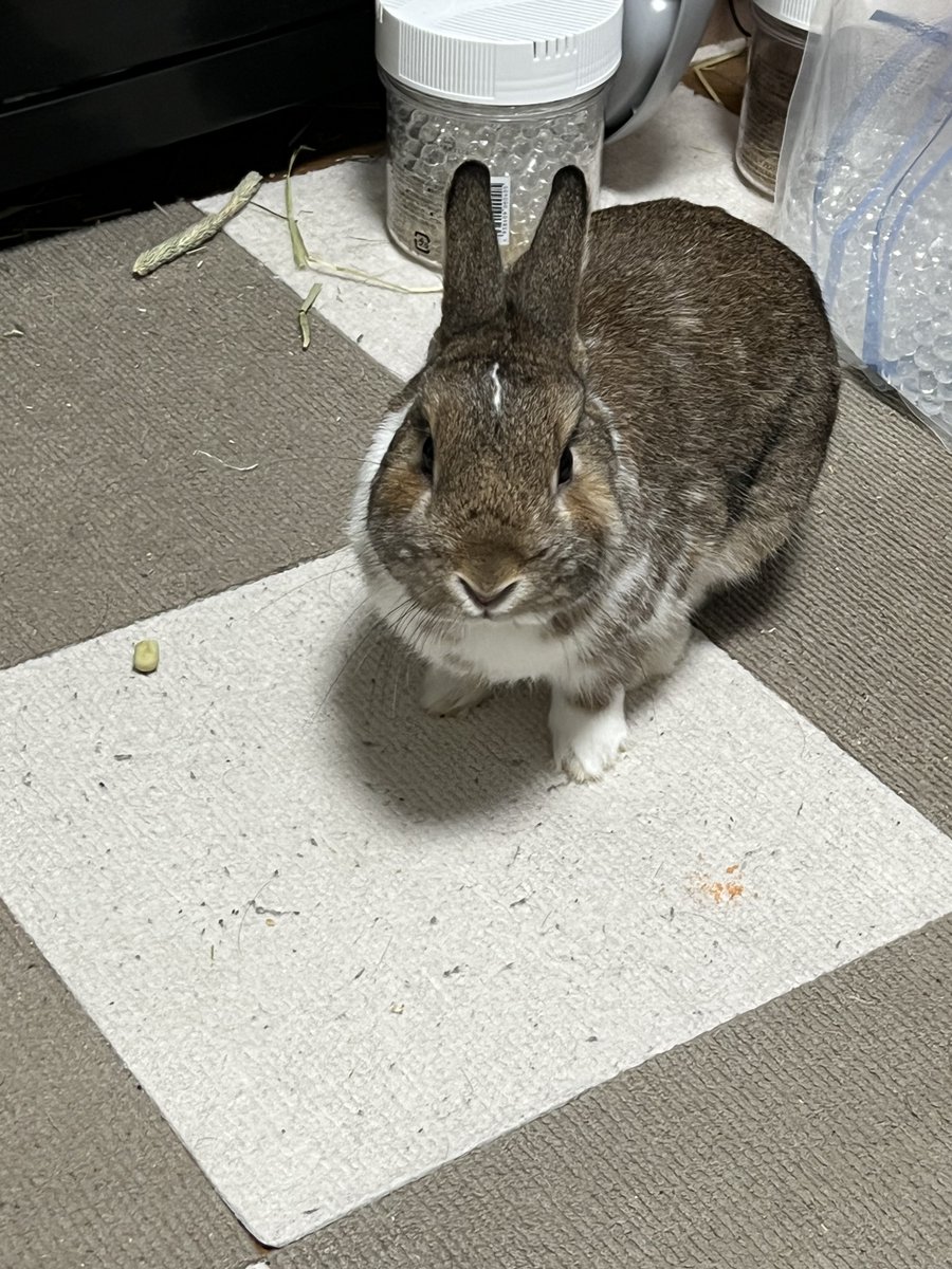 1枚目
「おやつ落ちてるかなぁ〜🐰♫」

2枚目
「見タナ人間」