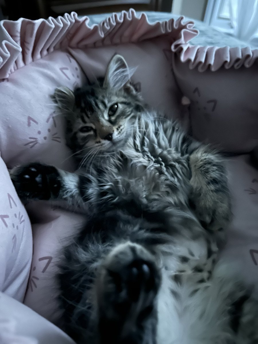 Luna being a drama queen.💖
If I lay down and she can’t see me she meows SO LOUDLY. 🥹 it’s okay I’m just as needy.