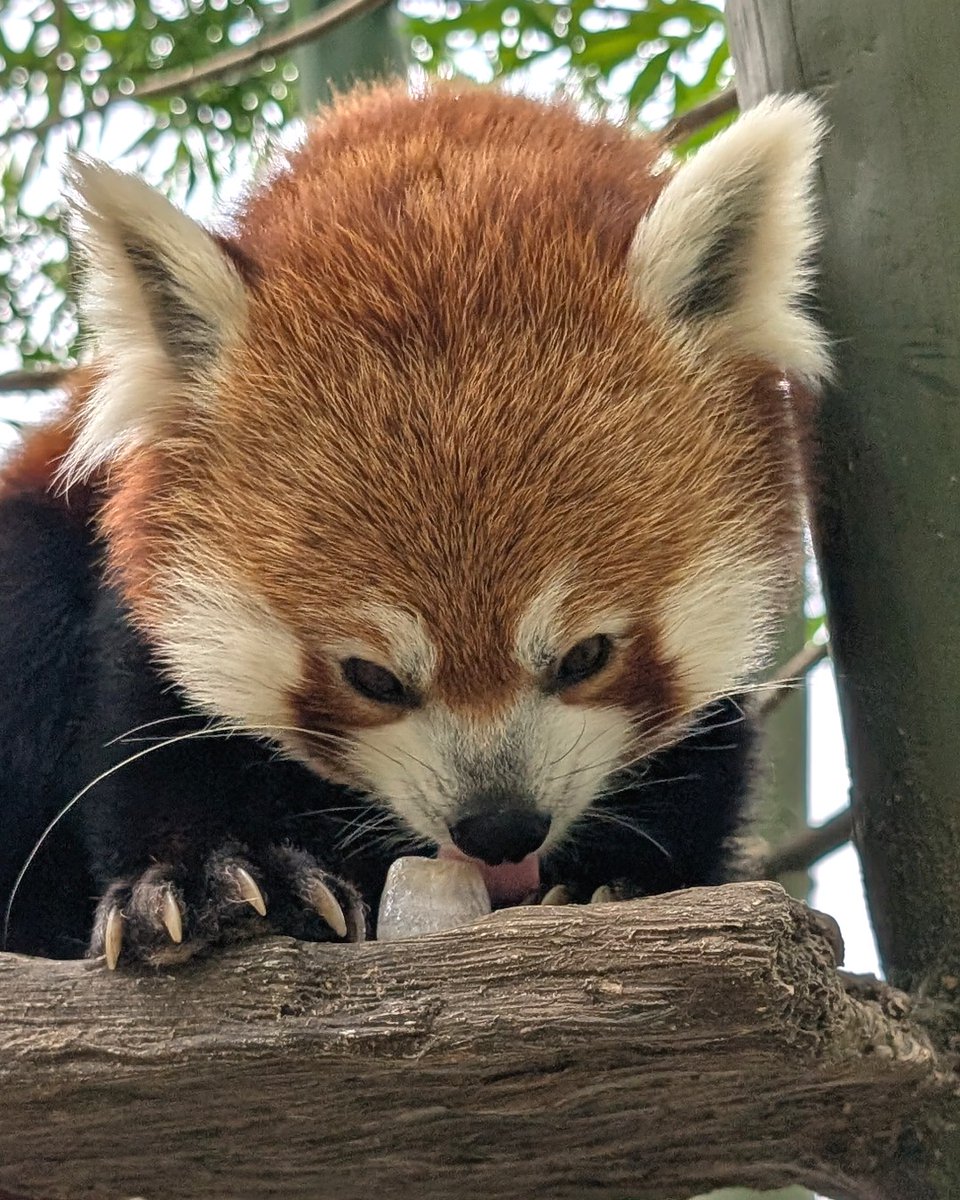 Misters, frozen treats, frosty slabs of granite and dainty ice cubes for Gimli red panda are just some of the ways we help our animals stay cool during a heat wave.

Here's lots more information about staying cool at the Zoo ➤
zoonewengland.org/franklin-park-…