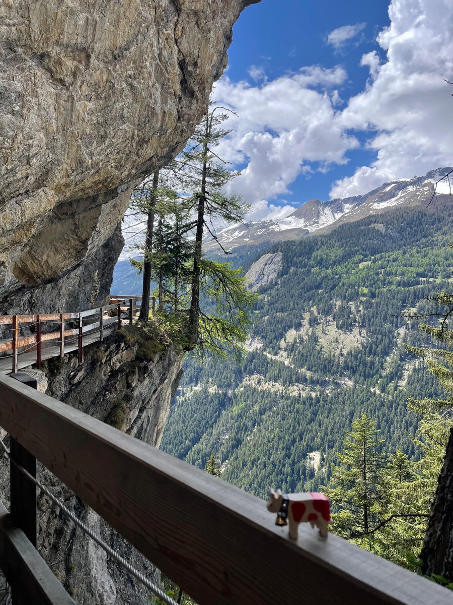 🇨🇭 Today was the Bisse du Rho hike in sunny Valais! 🐮 

I didn’t dare look down (my little cow legs were shaking!), but the views? Mooo-gnificent! ⛰️

Would you be brave enough to try this trail too? 👇