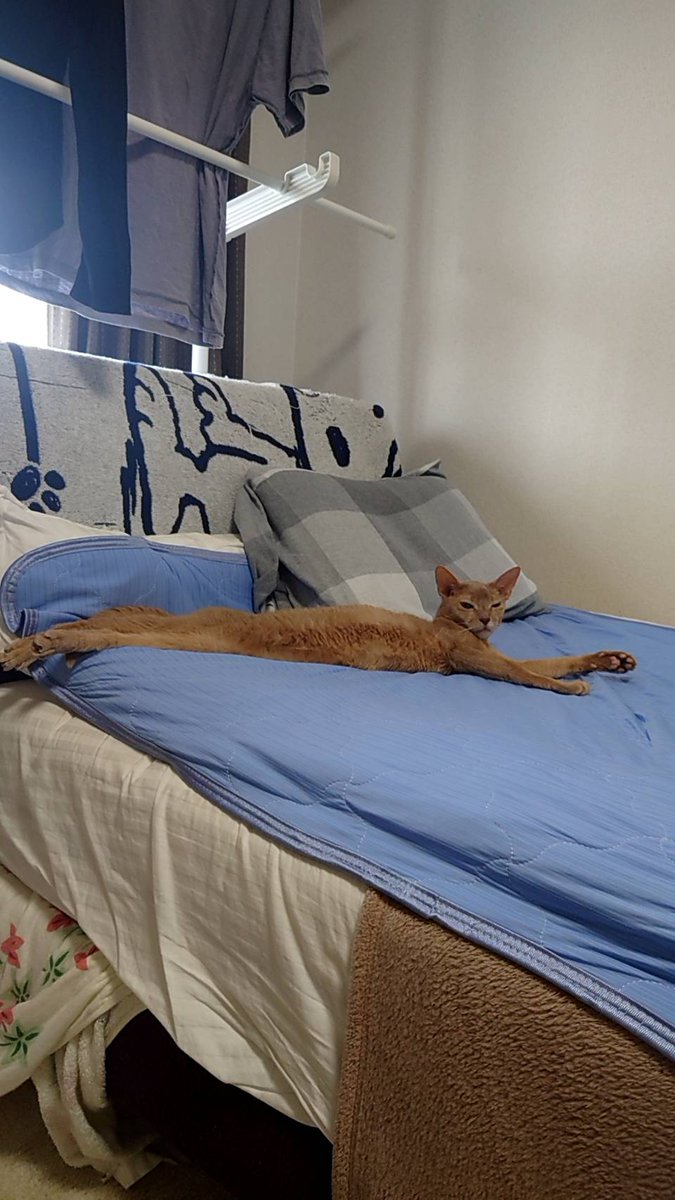 mujin_fuga's tweet image. 今回の連載は思っていたより難しい…
がんばります
画像は先日17歳になったエマ