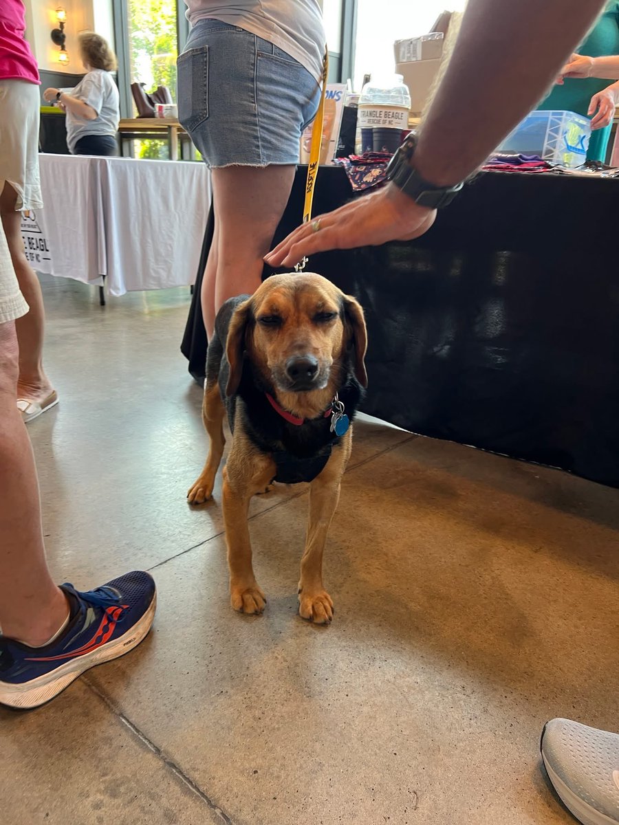 TriBeagles tweet media