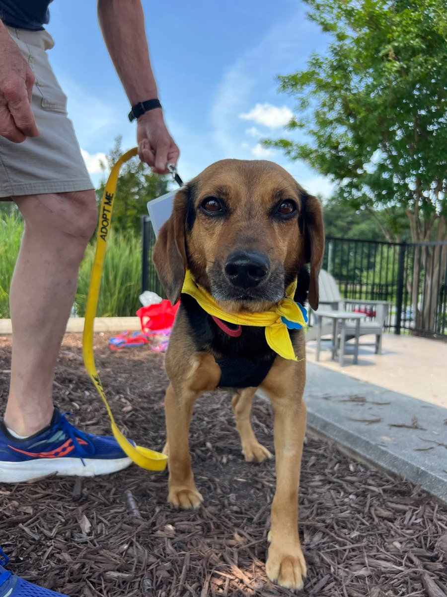 TriBeagles tweet media