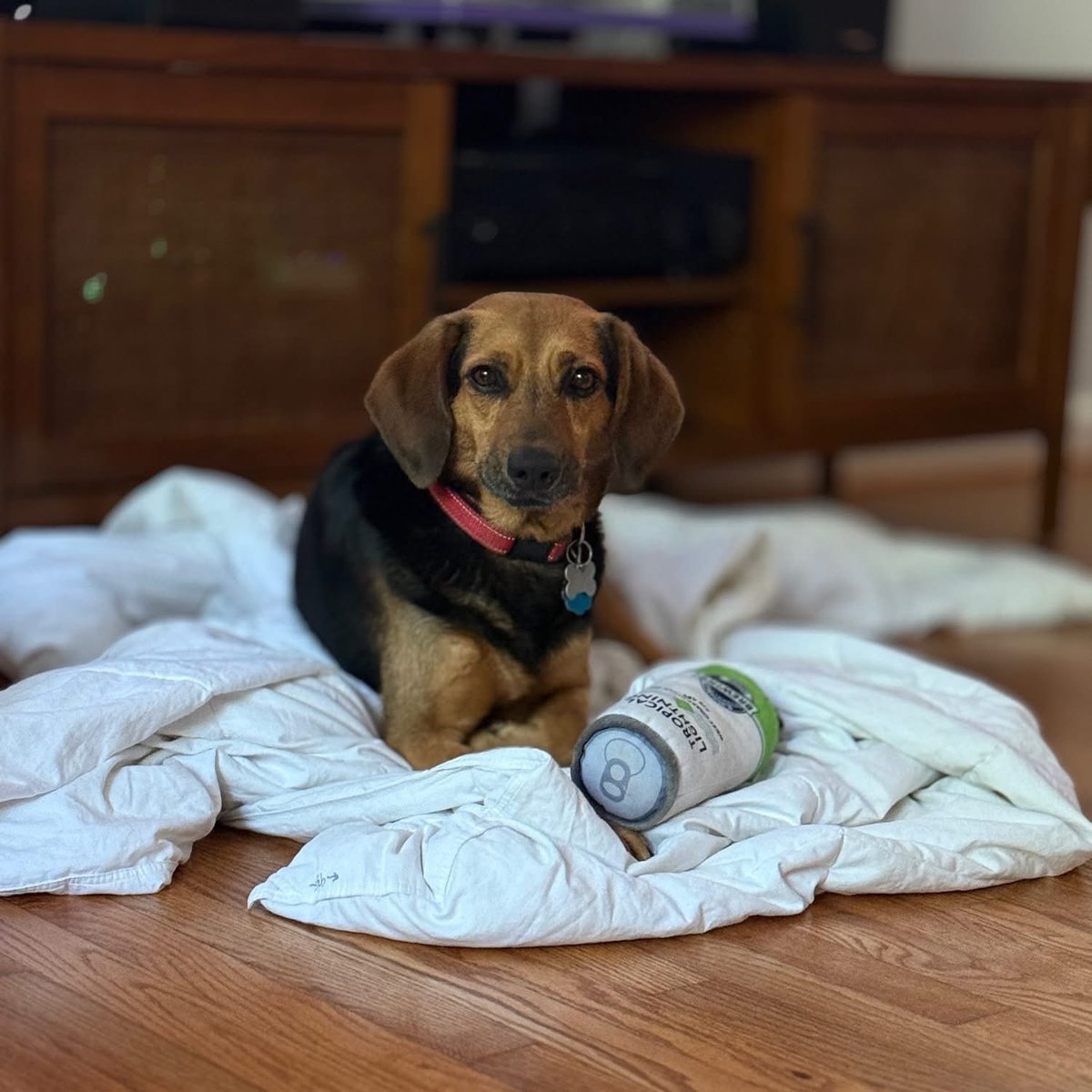 TriBeagles tweet media