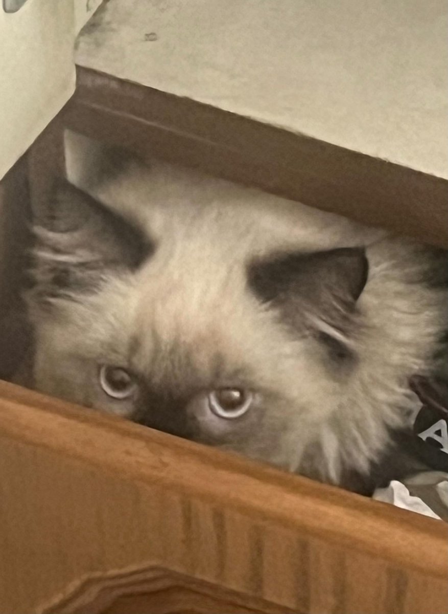 Mo7mmd30's tweet photo. This is Leo. He was only 6 mo when the war began.
The moment he heard the sound of the bombs, he ran—full of innocence—to hide in the closet…
He thought it was a safe place that would protect him from the destruction.
His heart was small, but his fear was bigger than everything around him.
He didn’t know that evil is stronger than all attempts to escape,
and harsher than every corner we believe to be safe.
Leo was just a little cat…
but the war didn’t distinguish between him and the children.”